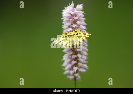 Pseudopanthera macularia mouchetée (jaune) sur fleur de la bistorte (Polygonum bistorta) Banque D'Images