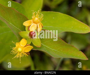 Tutsan Hypericum androsaemum une croissance faible arbuste sauvage de la St John's wort famille Banque D'Images