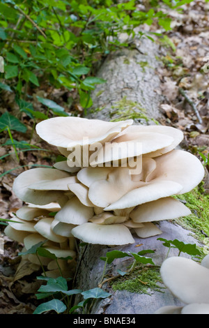 Pleurote Pleurotus ostreatus poussant sur un arbre tombé Banque D'Images