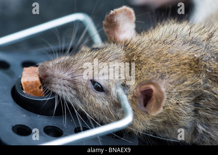 Rat pris au piège Banque D'Images