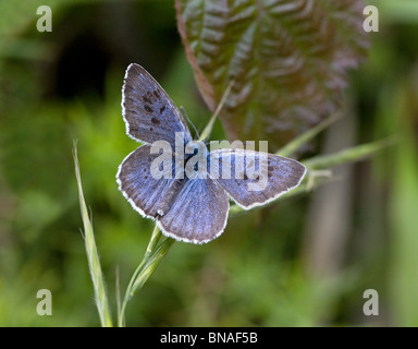 Grand Maculinea arion à papillon bleu Collard Hill wildlife reserve en Somerset Banque D'Images