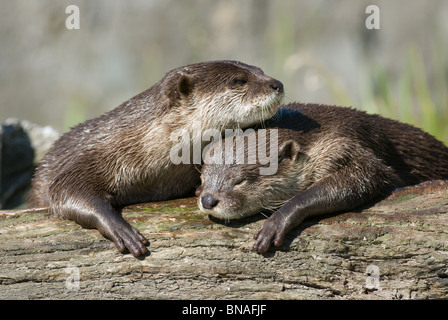 Petite loutre asiatique griffus Aonyx cinerea Banque D'Images