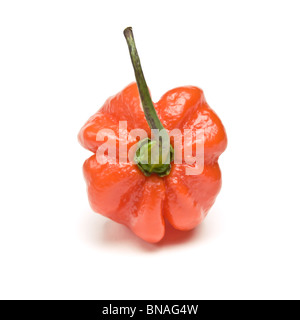 Caraïbes Red Hot Chili Pepper du scotch bonnet perspective basse isolés contre blanc. Banque D'Images