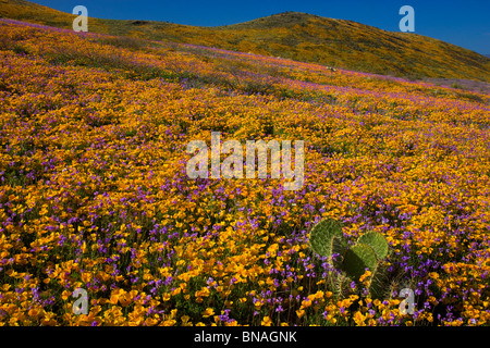 Fleurs sauvages dans les Black Hills, Arizona. Banque D'Images