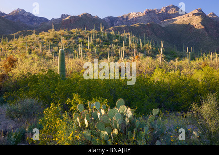 Sabino Canyon Recreation Area, Tucson, Arizona. Banque D'Images