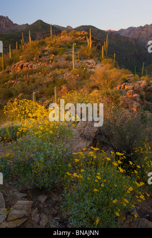 Sabino Canyon Recreation Area, Tucson, Arizona. Banque D'Images