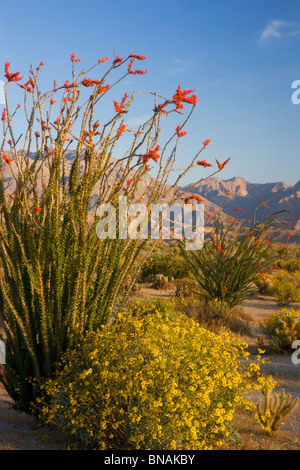 Anza-Borrego Desert State Park, Californie. Banque D'Images