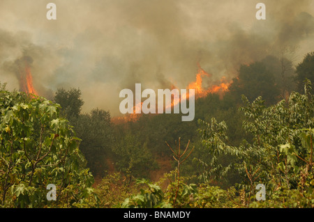 Les flammes et la fumée épaisse se pose sur la réserve naturelle du nord dans le nord de la Galilée et Israël après le Hezbollah.des roquettes Katyusha lancées du Liban Banque D'Images