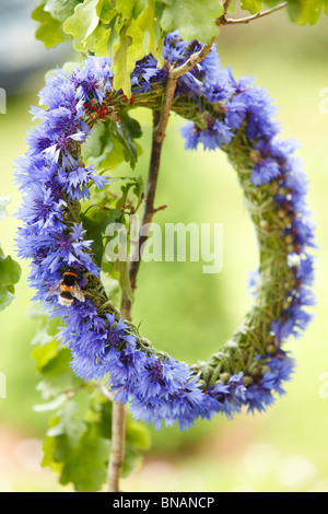 Chapelet de blue barbeaux hanging on twig avec bummble-bee sur elle Banque D'Images