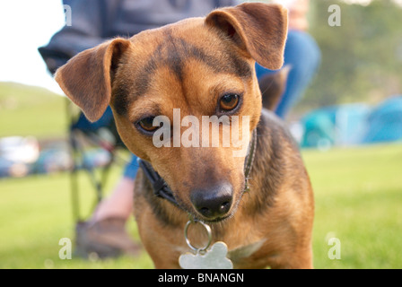 Le poivre le Jack Russell Terrier dans un camping Banque D'Images