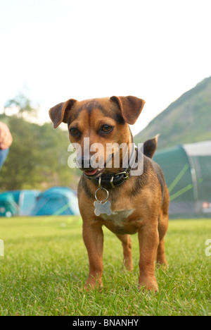 Le poivre le Jack Russell Terrier dans un camping Banque D'Images