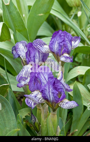 Iris nain, Iris 'Scribe' Banque D'Images