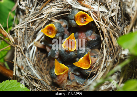 Nid de la Blyth's rousserolle effarvatte Acrocephalus dumetorum ,. Banque D'Images