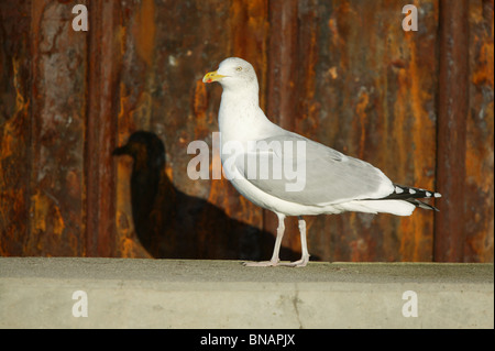 Caspian Gull - Larus cachinnans barabensis Banque D'Images