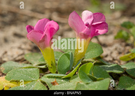 L'oxalide pourpre (Oxalis purpurea) Banque D'Images