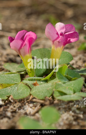 L'oxalide pourpre (Oxalis purpurea) Banque D'Images