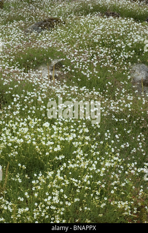 Campion mer tapis (Silene uniflora) Banque D'Images