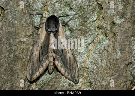 Privet hawk moth (Sphinx ligustri) Banque D'Images