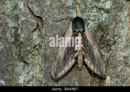 Privet hawk moth (Sphinx ligustri) Banque D'Images