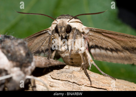 Privet Hawk Moth (Sphinx ligustri) Banque D'Images