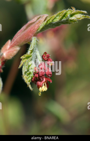 Les nouvelles feuilles d'Acer Banque D'Images