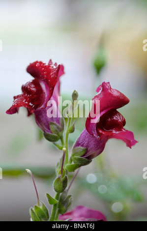 Snapdragon Antirrhinum (rouge) Banque D'Images