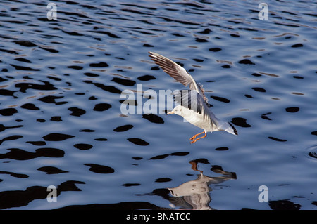 Flying gull mouette de rire - Banque D'Images