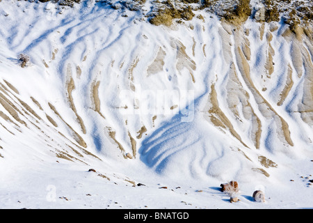 L'hiver dans le parc provincial Dinosaur, en Alberta, Canada. Banque D'Images