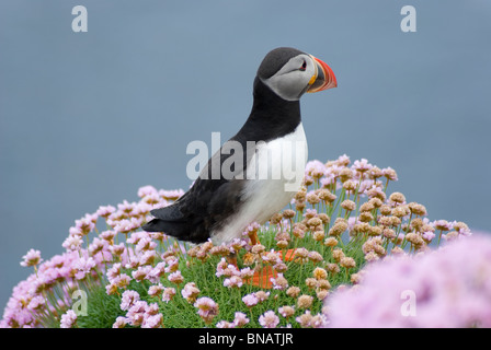 Macareux moine sur l'île de Handa, Scourie, Ecosse Banque D'Images