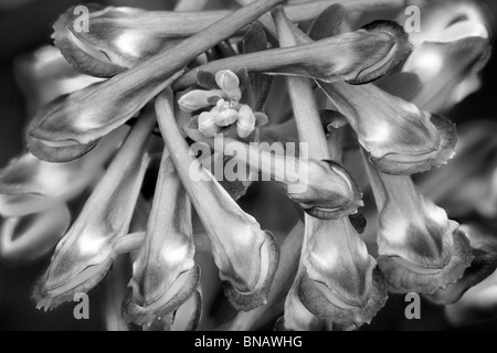 Close up of Purple Leaf Fumaria (Corydalis flexuosa). Banque D'Images