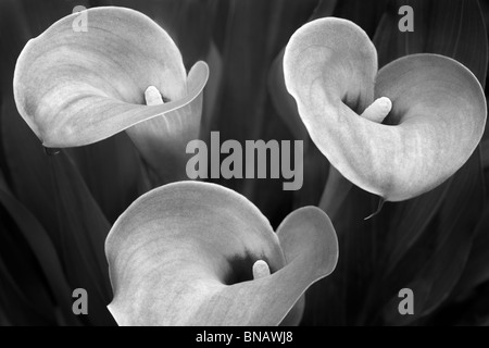 Close up of calla lily fleurs. Oregon Banque D'Images