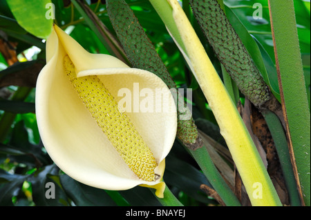 Close up of Philodendron fleur - fruit Banque D'Images