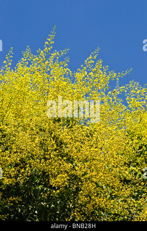 Pluie d'or d'ornement Arbre / Koelreuteria paniculata 'Pride of India' - Indre-et-Loire, France. Banque D'Images