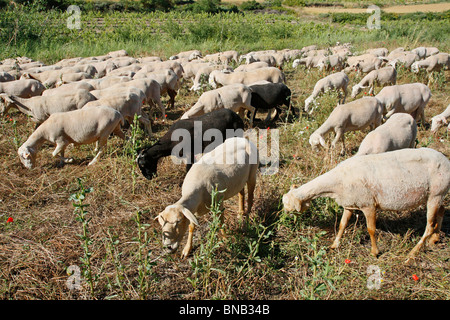 Les moutons. L'Espluga Calba (Lleida). La Catalogne. L'Espagne. Banque D'Images