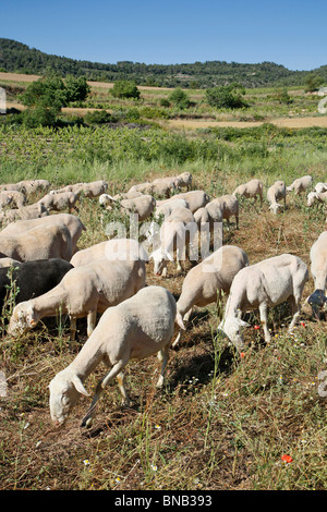 Les moutons L'Espluga Calba (Lleida). La Catalogne. L'Espagne. Banque D'Images