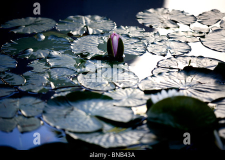 Lake Banque D'Images