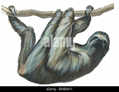 À gorge pâle trois-toed Sloth Banque D'Images