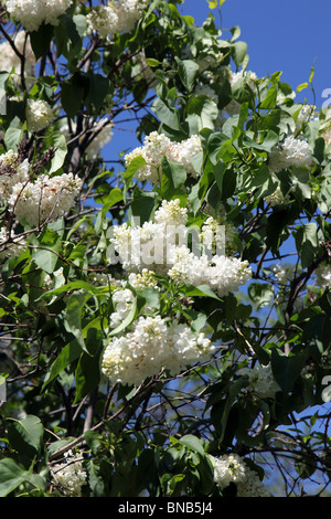 Syringa vulgaris Mme Lemoine, lilas blanc Banque D'Images