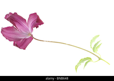 Clematis viticella Madame Julia Montaubion-chardonney une tige et feuilles flowerhead Banque D'Images