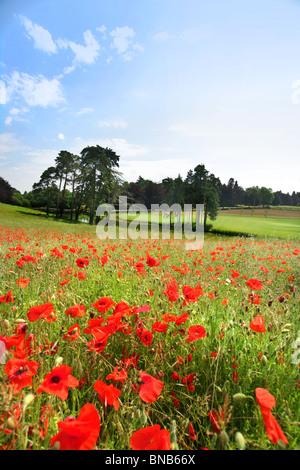 Heythrop Park Golf Course, Chipping Norton, Oxford. Champs de coquelicots avec des arbres au loin. Banque D'Images