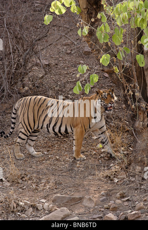 Un tigre mâle adulte derrière un arbre regardant la Réserve de tigres de Ranthambhore, Rajasthan, Inde. ( Panthera tigris ) Banque D'Images