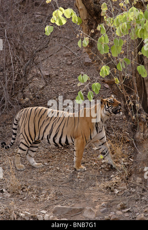 Un homme adulte qui fleure bon le Tigre marque spray à Ranthambhore Tiger Reserve, Rajasthan, Inde. ( Panthera tigris ) Banque D'Images