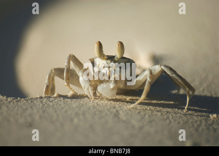 Close close-up of Pink Ghost Crab (Ocypode ryderi) Banque D'Images