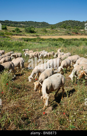 Les moutons. L'Espluga Calba (Lleida). La Catalogne. L'Espagne. Banque D'Images