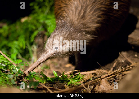 Île du Nord Brown Kiwi Apteryx mantelli Banque D'Images