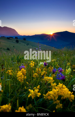 Fleurs sauvages au lever du soleil dans le parc national des Monts Sibyllins, Ombrie Italie Banque D'Images