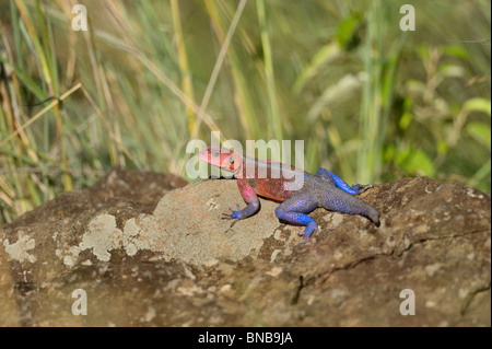 Agama agama, commune de lézard agama, Masai Mara National Reserve, Kenya Banque D'Images