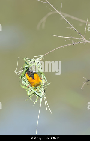 À tête noire ou le village Weaver Ploceus cucullatus, construire son nid, Masai Mara National Reserve, Kenya Banque D'Images