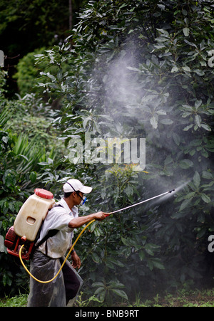 Un homme plus de fongicides pulvérisations avocatiers sur une plantation au Guatemala Banque D'Images