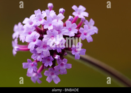 Close up de Verbena bonariensis en fleur Banque D'Images